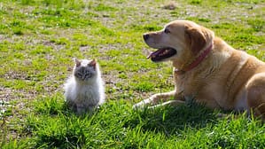 Cat and Dog Food - Double JB Feeds