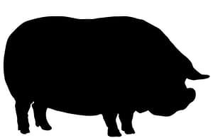 Mini Pig/ Pot Belly Pig Feed - Double JB Feeds