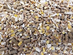 Laying Mash - Double JB Feeds